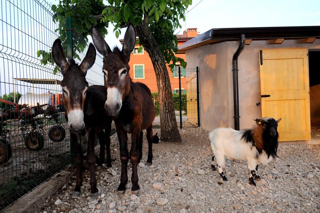 ソンマカンパーニャ Agriturismo Al Barcoゲストハウス エクステリア 写真