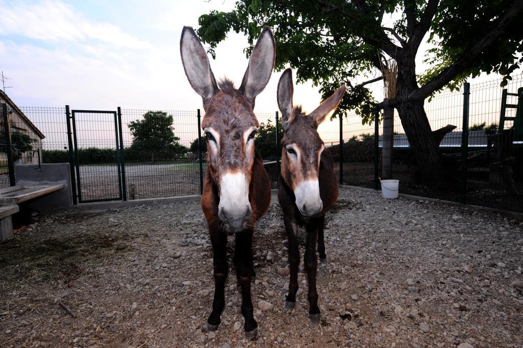 ソンマカンパーニャ Agriturismo Al Barcoゲストハウス エクステリア 写真